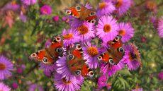 Schmetterlinge-online-Gruppe-Wandel-Maria Liebig