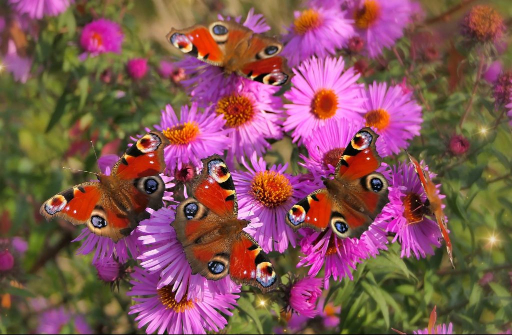 Schmetterlinge-online-Gruppe-Wandel-Maria Liebig