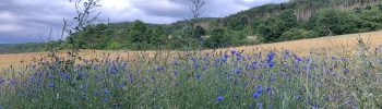 kornfeld-auszeit-retreat-natur-stille-transformation
