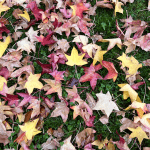 aktuelle Zeitqualität-November-2025-Dezember-Aufstiegssymptome