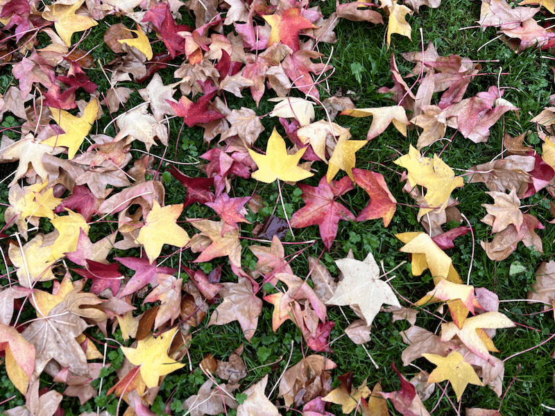 aktuelle Zeitqualität-November-2025-Dezember-Aufstiegssymptome