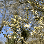 aktuelle Zeitqualität-März-April-2026-Aufstiegssymptome