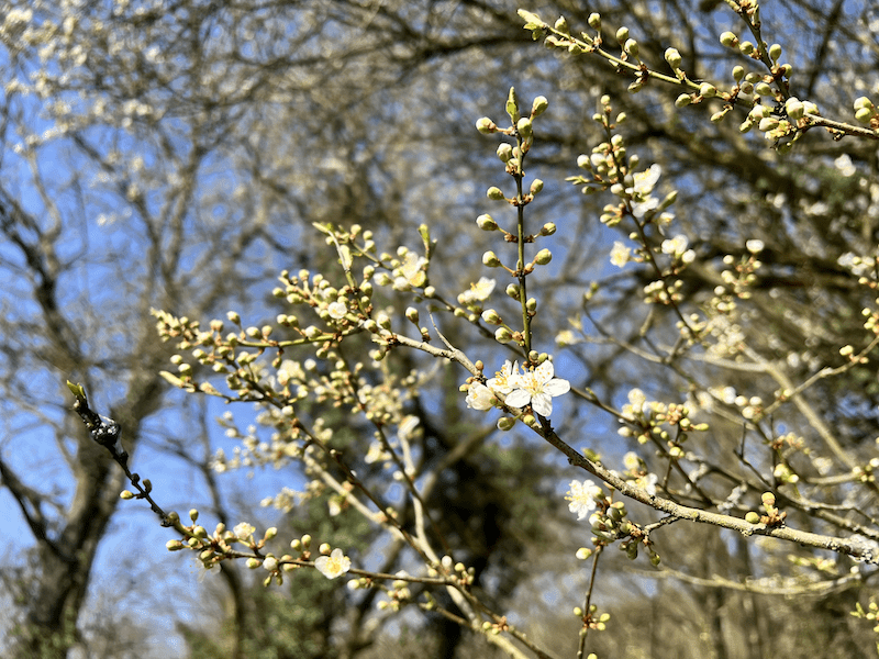 aktuelle Zeitqualität-März-April-2026-Aufstiegssymptome