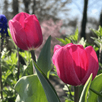 aktuelle Zeitqualität-Aufstiegssymptome-April 2026-Ostern