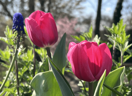 aktuelle Zeitqualität-Aufstiegssymptome-April 2026-Ostern