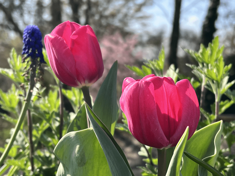 aktuelle Zeitqualität-Aufstiegssymptome-April 2026-Ostern