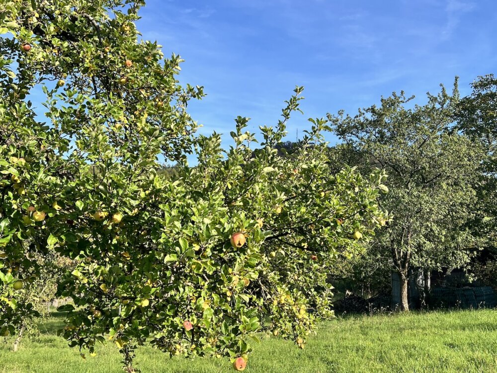 aktuelle Zeitqualität Oktober-Erntedank