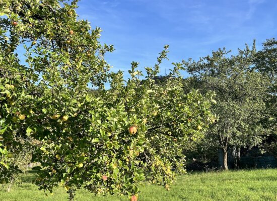 aktuelle Zeitqualität Oktober-Erntedank